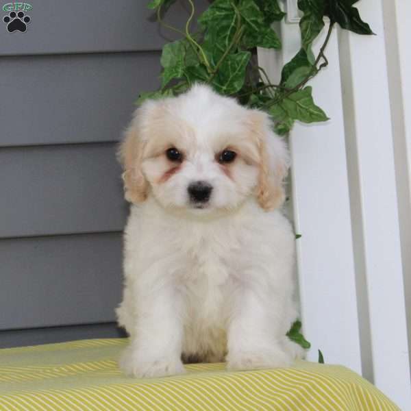 Killdear, Cavachon Puppy